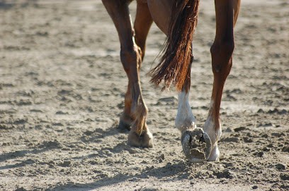 Équi 22, Centre Equestres à Yffiniac