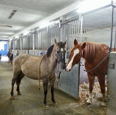 Haras de la Colline, Pension pour chevaux, Pension pour Chevaux à Thorey-Lyautey