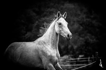 LA CAVALERIE DE LAHOURCADE, Centre Equestres à Lahourcade