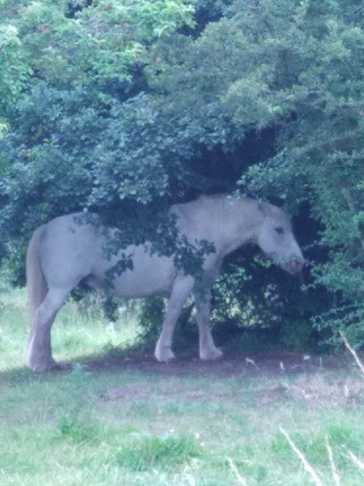 Écurie Ribatejo, Centre Equestres à Cucq
