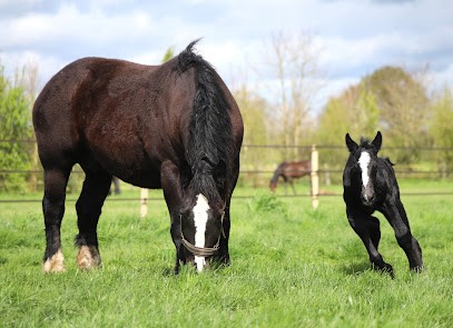 Haras de la Paumardiere, Pension pour Chevaux à Bazougers