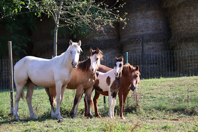 Equithérapie Linfée, Centre Équestre à Vendegies-sur-Écaillon