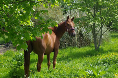 Ecurie Du Vieux Cyprés, Pension Pour Chevaux à Conteville