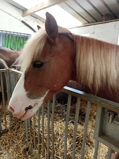 ECURIES DU VIEUX MOULIN, Centre Equestres à Saint-Germain-sur-Morin