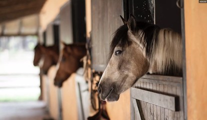 Écuries Les Chagnats, Pension pour Chevaux à Chezal-Benoît