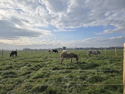Les Belles Verdures | Gardiennage De Chevaux, Pensions Chevaux, Balades À Poney, Débourrage Chevaux, Écuries Pension Pour Chevaux à Mondragon