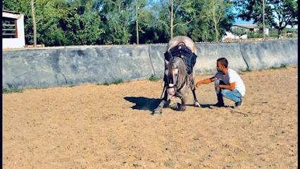 Ecurie Des Pommiers Pension Pour Chevaux au Cailar