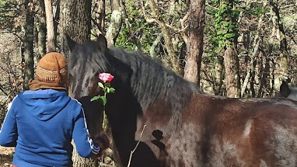 Cheval Chamane, Centre Equestres à Cobonne