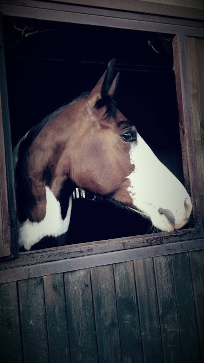 Stables Of Pyrénées, Centre Equestres à Sauvagnon