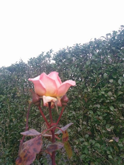 pension pour chevaux à LUNEVILLE, Pension pour Chevaux à Lunéville