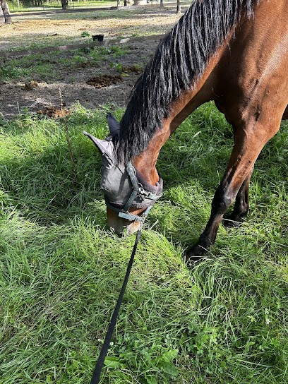 Ecurie du Genêt, Pension pour Chevaux à Nouan-le-Fuzelier