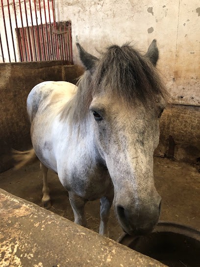 Equestrian Center Lathus, Centre Equestres à Lathus-Saint-Rémy