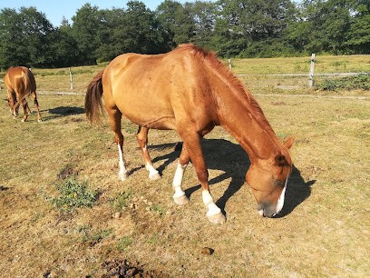Ecurie WA/Poney Club De Vinauger, Centre Equestres à La Ferté-Saint-Aubin