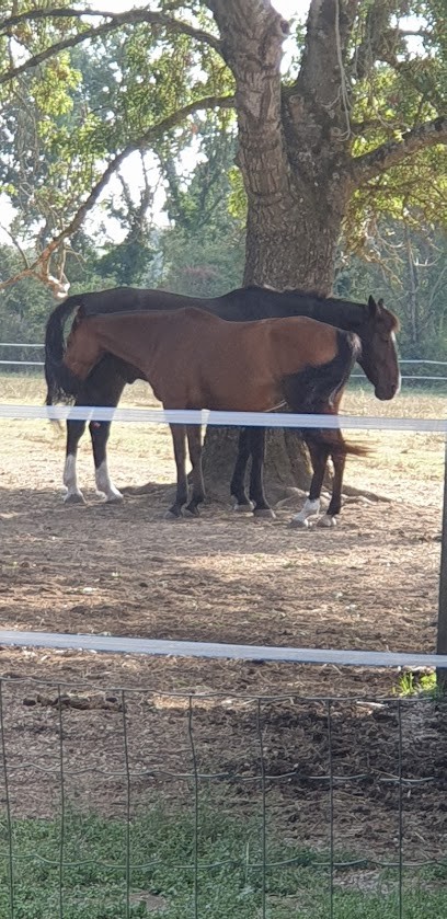 ecurie du diamant naturel, Pension pour Chevaux à Pierre-de-Bresse
