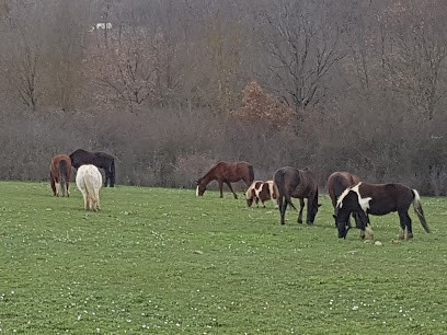 Equestrian Center D'hounedis, Centre Equestres à Montaigut-sur-Save
