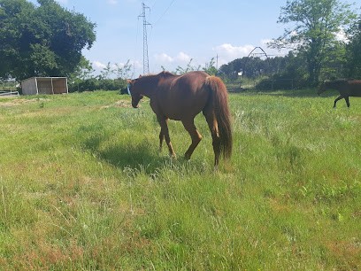 Ecurie Ranch Sylvabelle, Centre Equestres au Teich