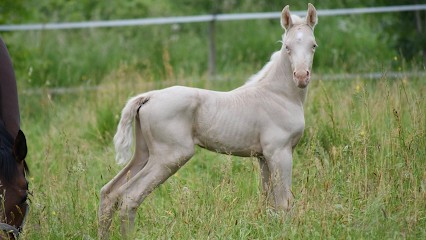 Ecurie de la Tulipe d'or, Pension pour Chevaux à Rieumes