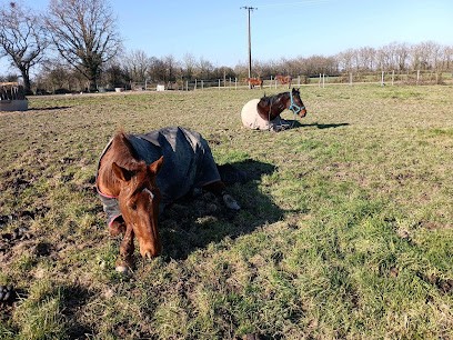 Haras de la violière, Pension pour Chevaux à Touvois