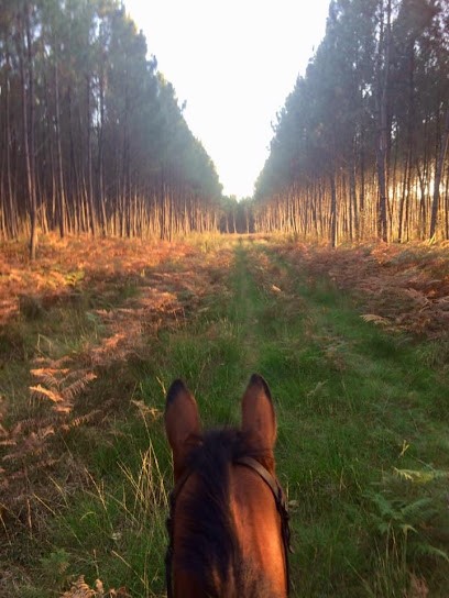 Les Ecuries De Sainte Hélène, Centre Equestres à Sainte-Hélène