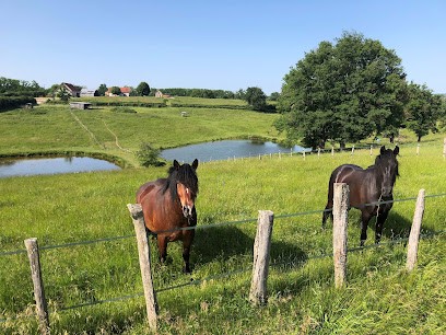 Aux Tains Pension Chevaux, Pension pour Chevaux à Vaumas