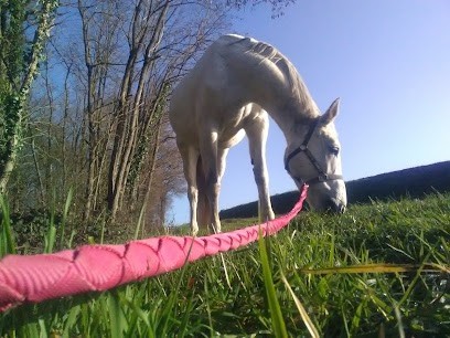 Ecurie Aline Girard, Pension pour Chevaux à Neuillé-le-Lierre