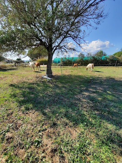 Ecurie caline, Pension pour Chevaux à Grimaud