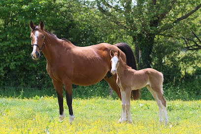 Elevage de co'rail, Pension pour Chevaux à La Ferrière