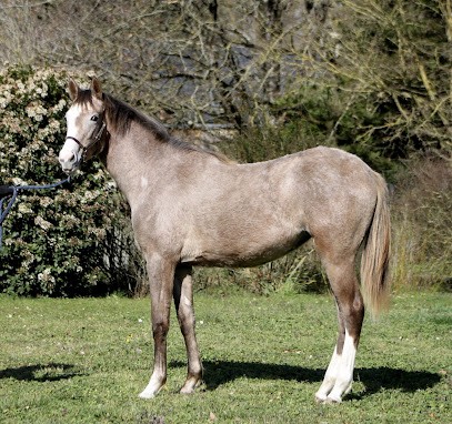 Haras De Martras, Pension pour Chevaux à Neuillé