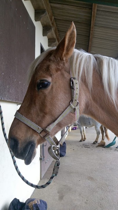 LA CHEVALERIE, Centre Equestres à Doué-en-Anjou