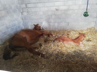 Haras d'Enjoy, Pension pour Chevaux à Saint-Martin-des-Champs