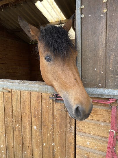 Les Ecuries D'amy, Centre Equestres à Witry-lès-Reims