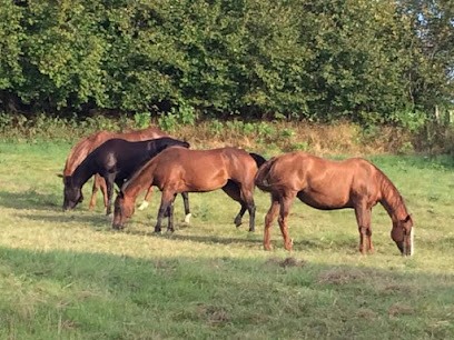 Burgundy Paint Horses, Pension pour Chevaux à Bragny-sur-Saône