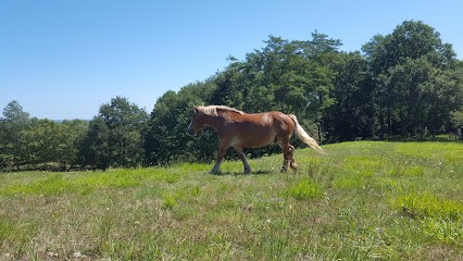 Equilibre, Pension pour Chevaux à Bidache