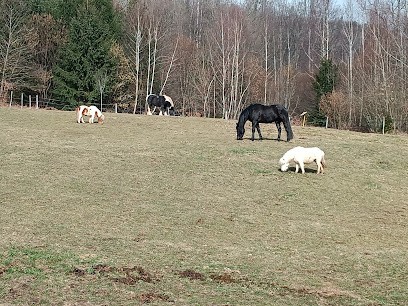 The Stables Val Courroye, Pension pour Chevaux à Saint-Nabord
