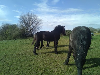 EIRL Les Étalons LAURENT, Centre Equestres à La Chapelle-Saint-Rémy