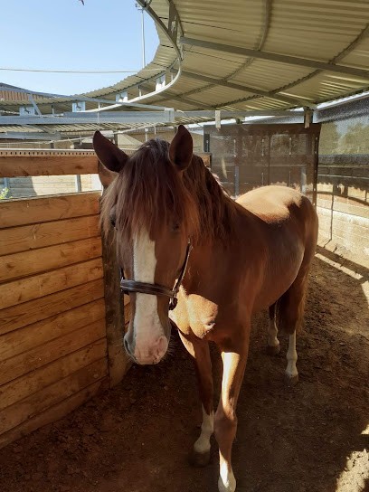 CENTRE EQUESTRE LA PRAIRIE, Centre Equestres à Couternon
