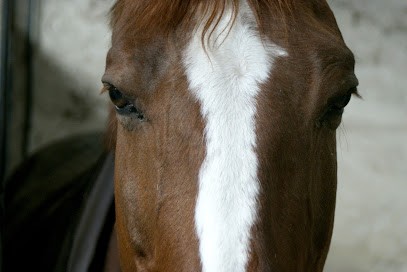 Ecuries Nicolas MERGNAC, Pension pour Chevaux à Nercillac