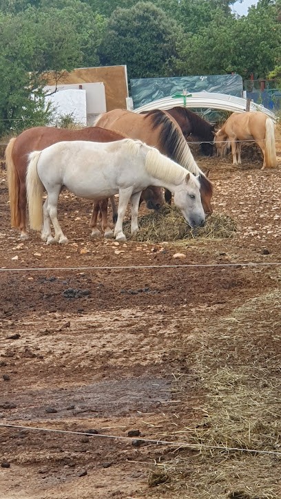 Les Crinières Du Soleil, Centre Equestres à Vallérargues