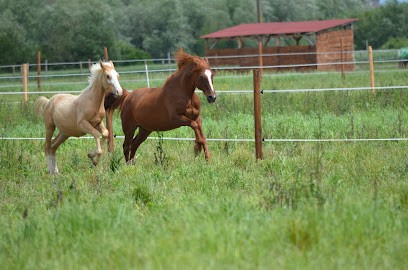 Centre Equestre De Shamence, Centre Equestres à Grisolles