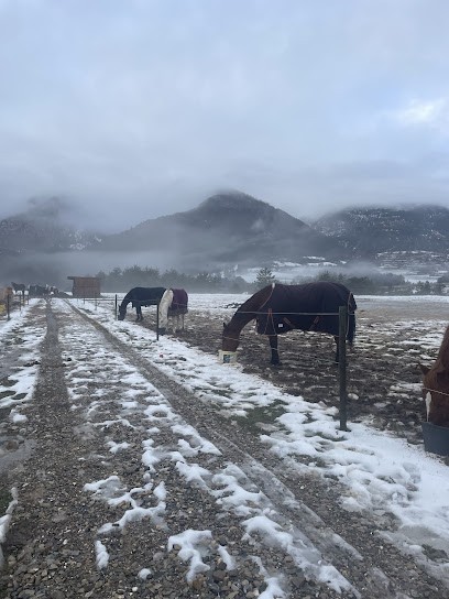 ÉCURIE ÉQUIN’OXE pension chevaux , equitherapie et élevage de chèvres angora, HAUTES ALPES, Pension pour Chevaux à Vitrolles