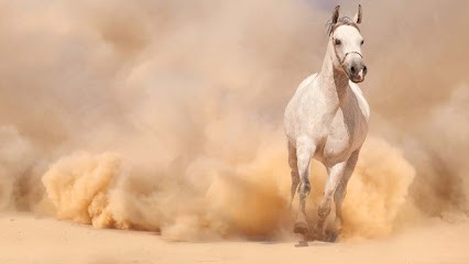 Palfreniere Graziella, Centre Equestres à Sainte-Gauburge-Sainte-Colombe