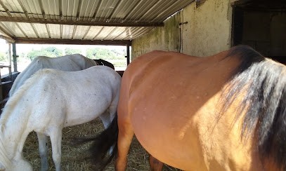 Stud Du Grand Clos, Centre Equestres à Conches-sur-Gondoire