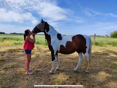 La Ferme D’Hergnies, Pension pour Chevaux à Attiches