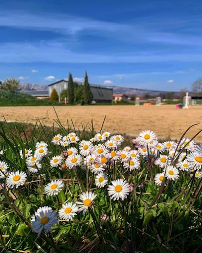 ECURIE DE CAMERON, Pension pour Chevaux à Trets