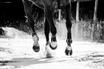 Ecurie EquiMagnia, Pension pour Chevaux à Gosné