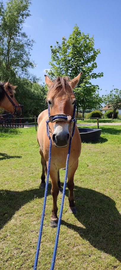 Espace Equestre Stud - Henson, Centre Equestres à Saint-Quentin-en-Tourmont