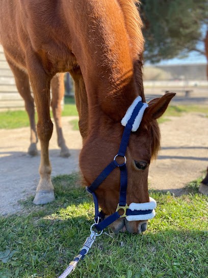 CENTRE EQUESTRE LE CARROUSEL, Centre Equestres à Llupia