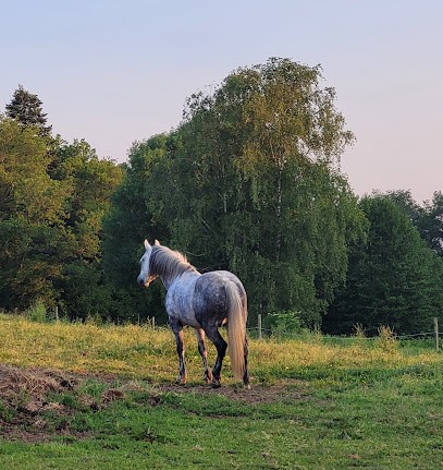 GAEC de Ribier, Centre Equestres à Saint-Vaury