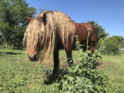 A L'HARMONIE DES CHEVAUX /, Pension pour Chevaux à Saint-Geniès-de-Malgoirès