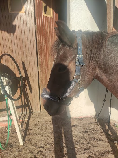 Les Écuries D'ella Es, Centre Equestres à Saint-Pierre-du-Mont